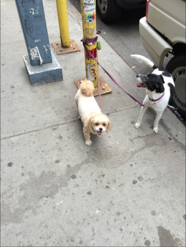 Em breve cachorros poderão sentar-se ao lado dos donos em restaurantes com mesas nas calçadas em Nova York. (Foto: Marcelo Bernardes)