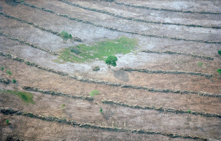 Desmatamento em Mato Grosso. (Foto: Mustafah Abdulaziz)